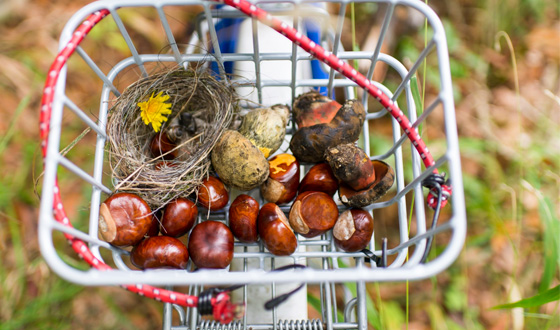 Castagne e funghi porcini