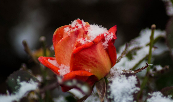 Capodanno alla Rosa nel Bicchiere