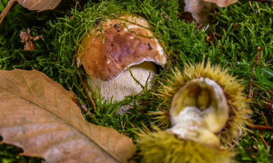 Porcini e castagne