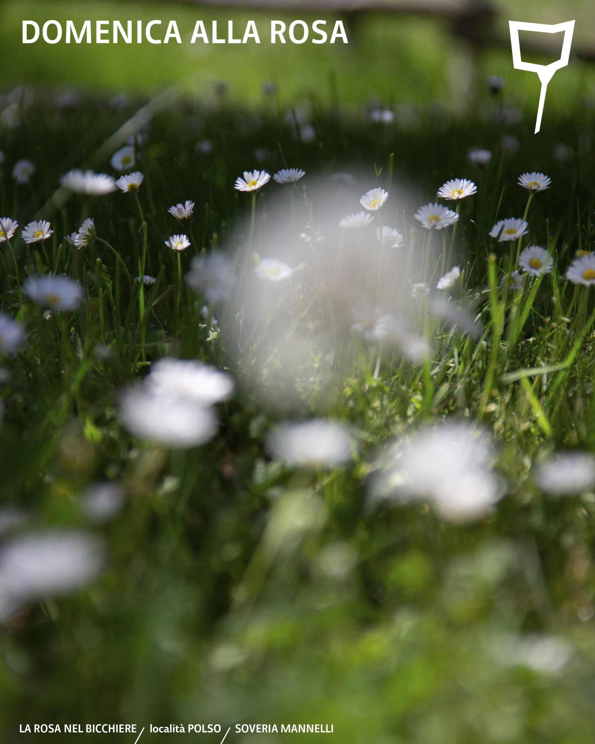 Domenica alla rosa / 8 febbraio